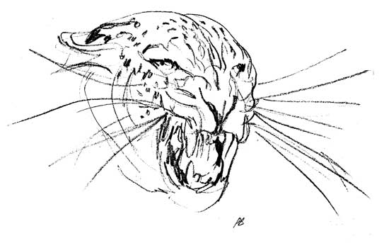 Leopardsketch.jpg (26248 bytes)